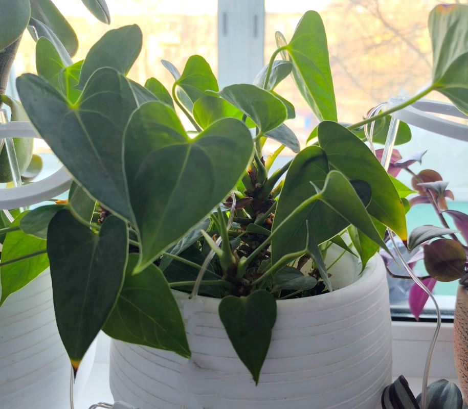 Цветоводство для новичков: пять неприхотливых растений, которые без труда выживают в амурской квартире