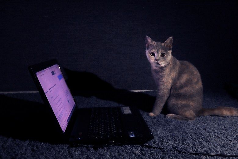 Кошка в Китае лишила свою хозяйку работы и годовой премии