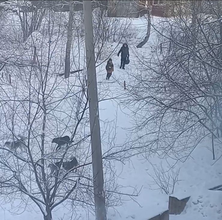 собаки