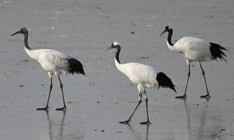 Китайские орнитологи рассказали, как проходит зимовка амурской Снежинки