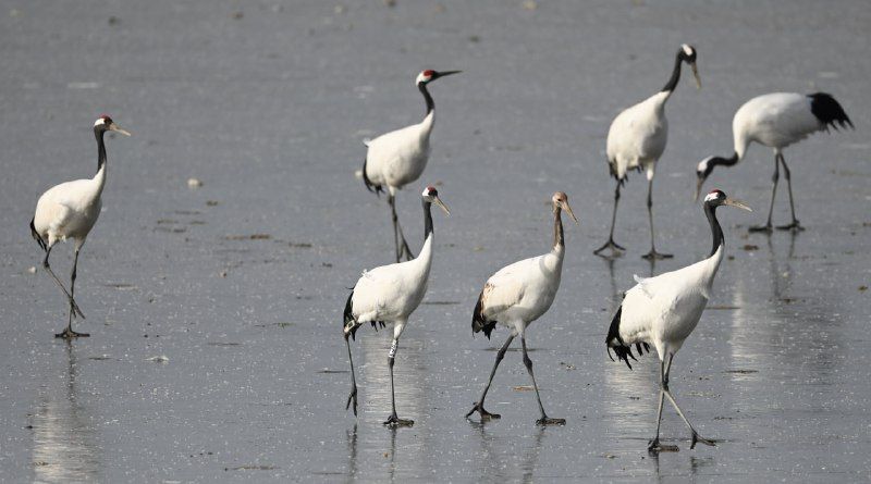 Китайские орнитологи рассказали, как проходит зимовка амурской Снежинки