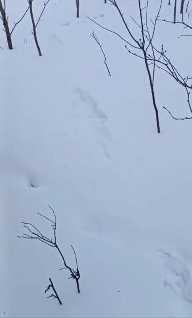 следы
