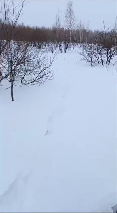 следы