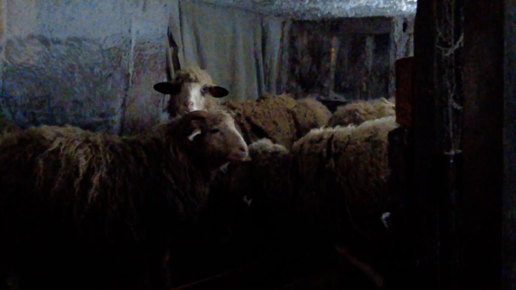 В Приамурье ветеран СВО будет заготавливать сено