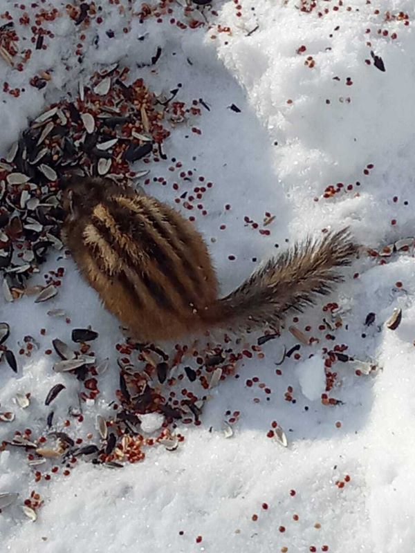 «Замечен и срочно накормлен»: в Зейском округе обнаружен признак скорой весны