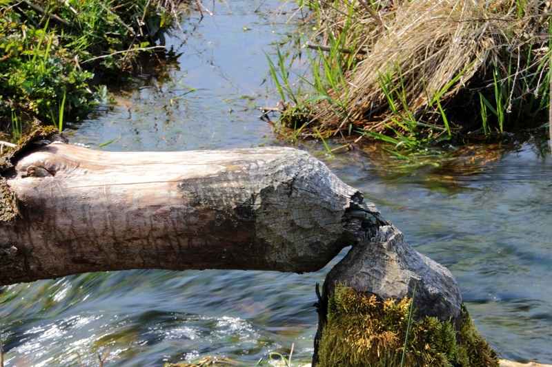 В Чехии бобры за два дня построили плотину, сэкономив властям 1,2 миллиона долларов