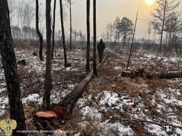 Амурчанин заплатит круглую сумму за даурскую лиственницу