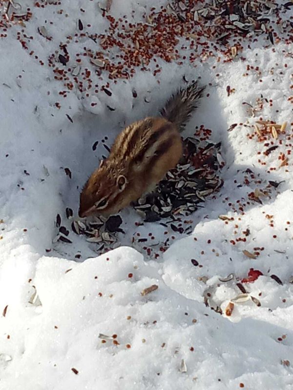 «Замечен и срочно накормлен»: в Зейском округе обнаружен признак скорой весны