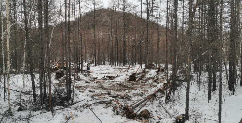 В Приамурье золотодобытчик испортил полтора гектара леса