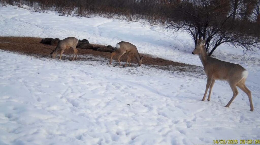 Битва за ресурсы: в амурском заповеднике наблюдают за противостоянием двух группировок

