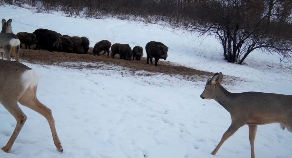 Битва за ресурсы: в амурском заповеднике наблюдают за противостоянием двух группировок

