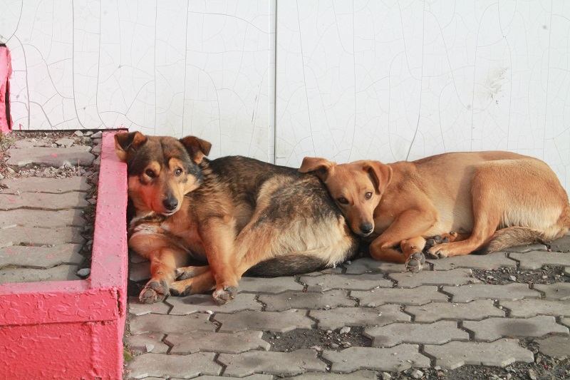 Депутат Госдумы предложил варить мыло из бездомных собак