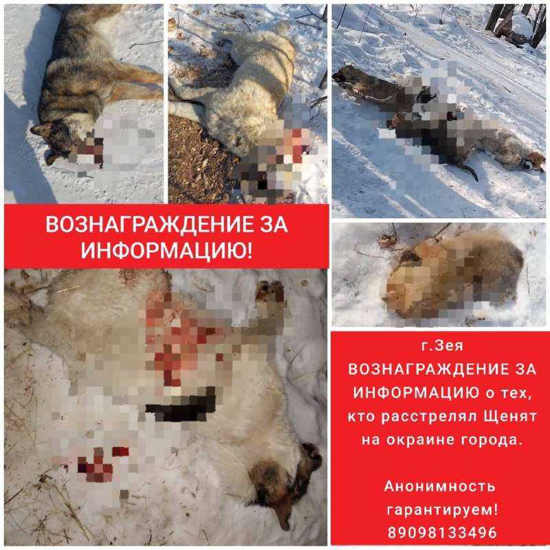 Соцсети: в Зее неизвестные расстреливают собак