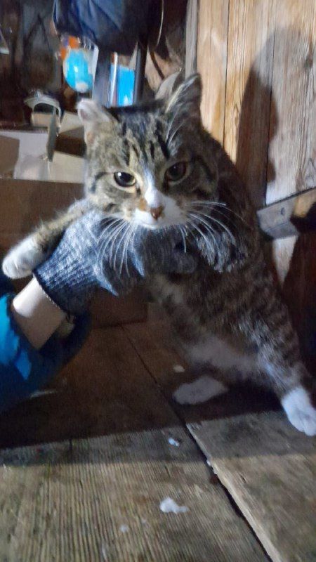 Любимец семьи вернулся к амурчанам после четырех месяцев скитаний