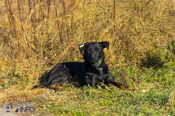 собаки, собака, Бездомные псы, псы