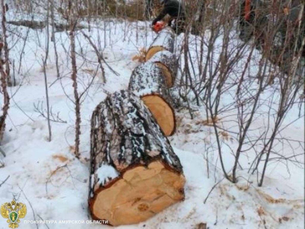 рубка деревьев