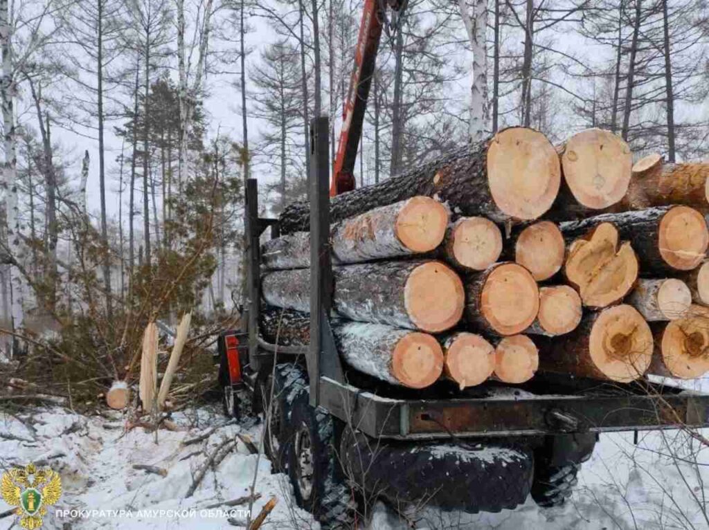 рубка деревьев