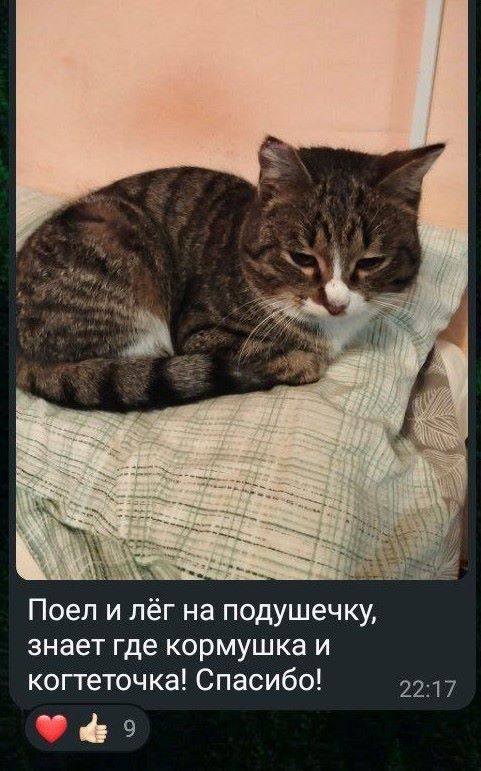 Любимец семьи вернулся к амурчанам после четырех месяцев скитаний