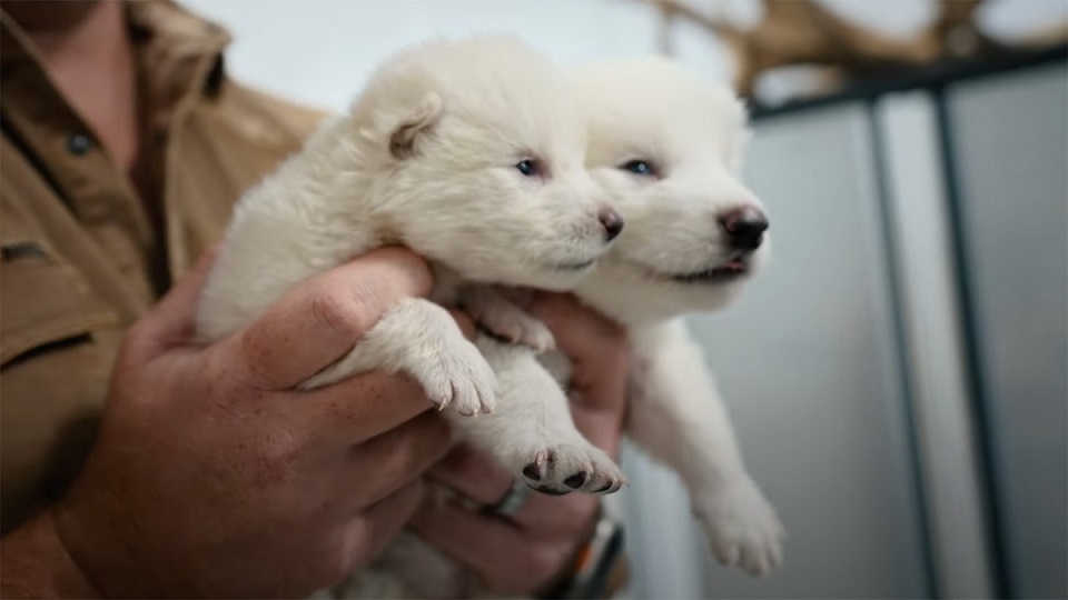 Учёные в США возродили вымерших лютоволков из «Игры престолов»