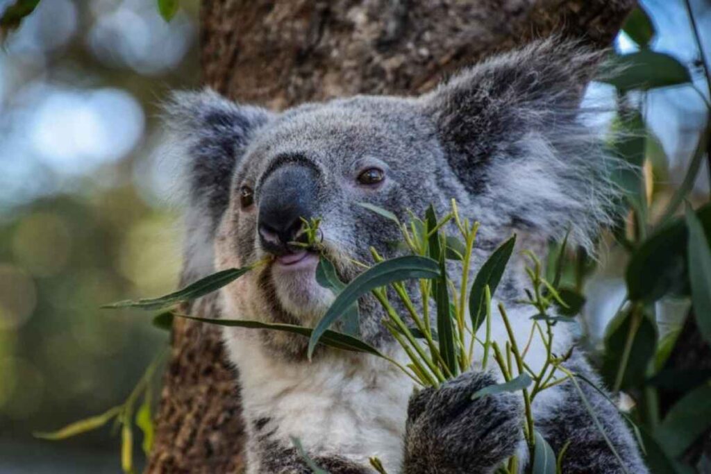 В Австралии 750 коал расстреляли с вертолётов по поручению властей