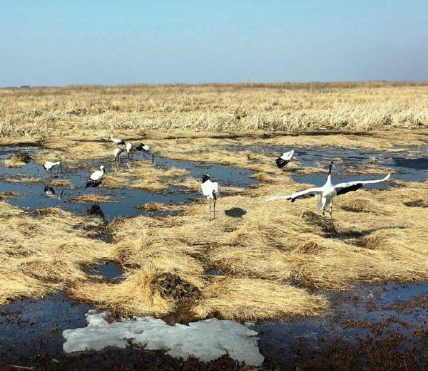 Снежинка вернулась в Приамурье из Китая, чтобы провести здесь лето