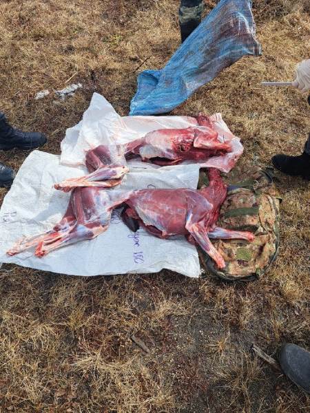 Амурские браконьеры пойдут под суд за двойное убийство
