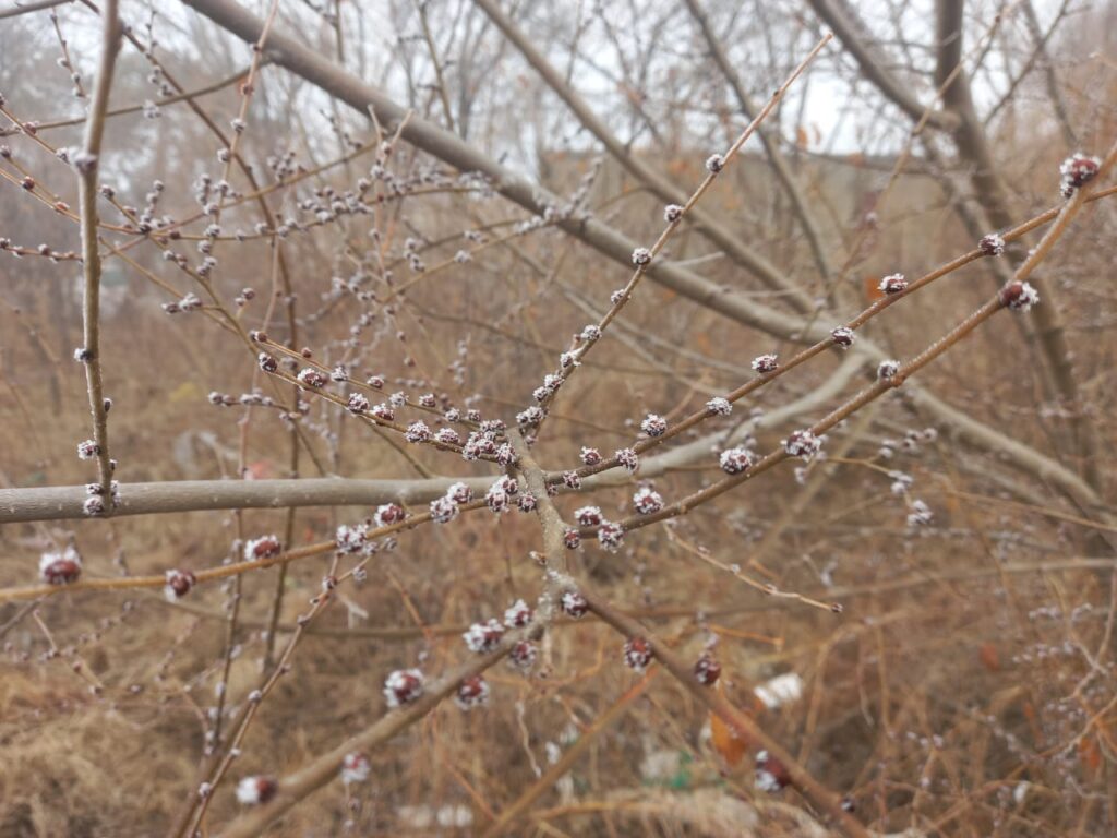 Благовещенск во мгле: густой туман накрыл город