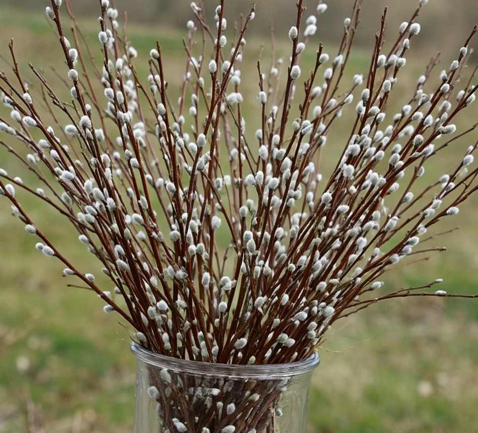 верба, Вербное воскресенье в 2025, традиции Вербного воскресенья, что можно на вербное воскресенье, что нельзя на Вербное воскресенье, блюда на Вербное воскресенье