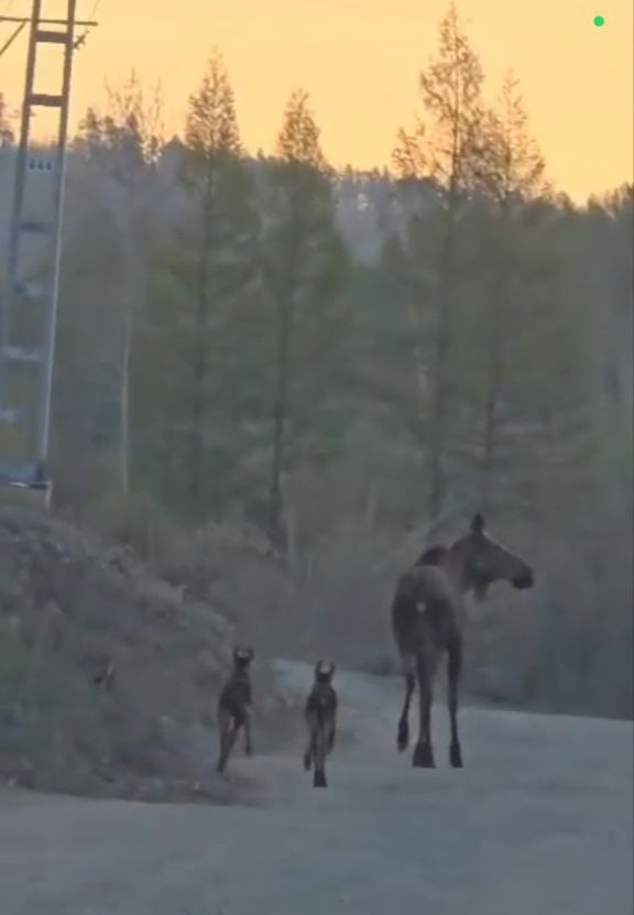 Осторожно, малыши: амурчане сняли на видео новорождённых пешеходов