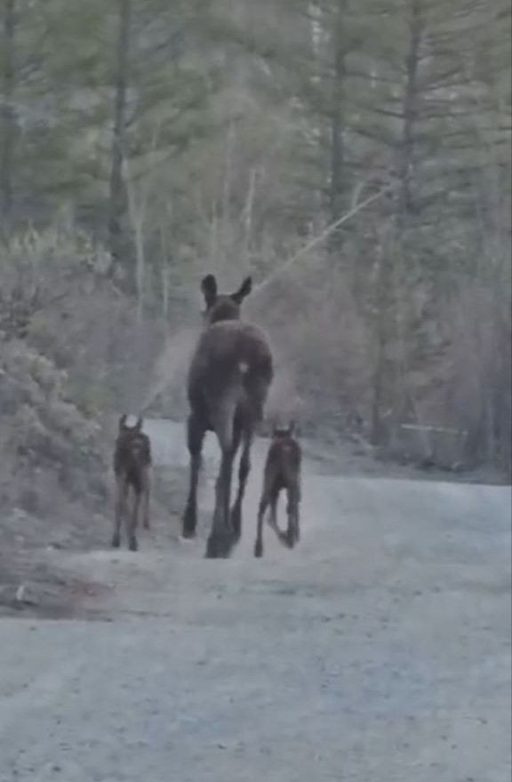 Осторожно, малыши: амурчане сняли на видео новорождённых пешеходов