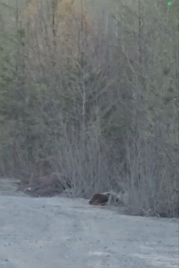 Осторожно, малыши: амурчане сняли на видео новорождённых пешеходов