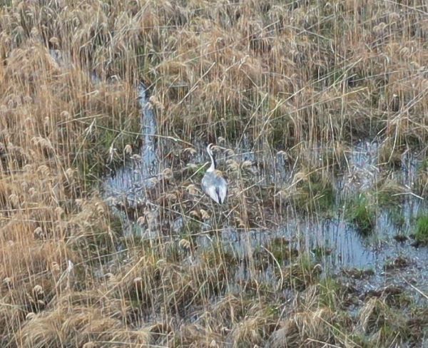 В Приамурье птенцы японского журавля могут погибнуть от пожара
