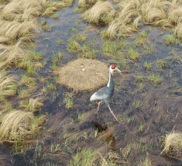 В Приамурье птенцы японского журавля могут погибнуть от пожара