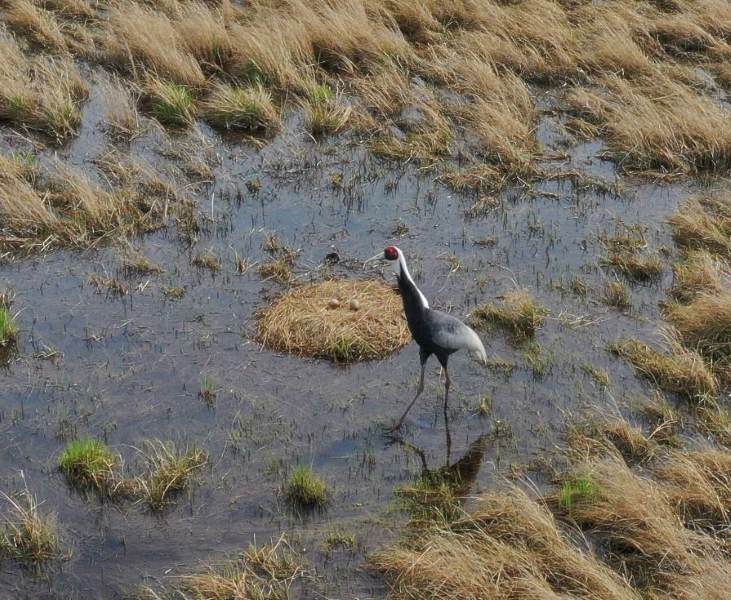 В Приамурье птенцы японского журавля могут погибнуть от пожара