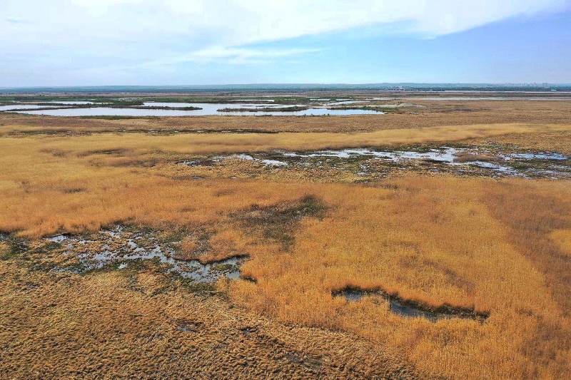 В Приамурье птенцы японского журавля могут погибнуть от пожара