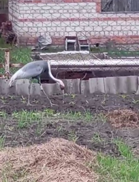 Даурский журавль