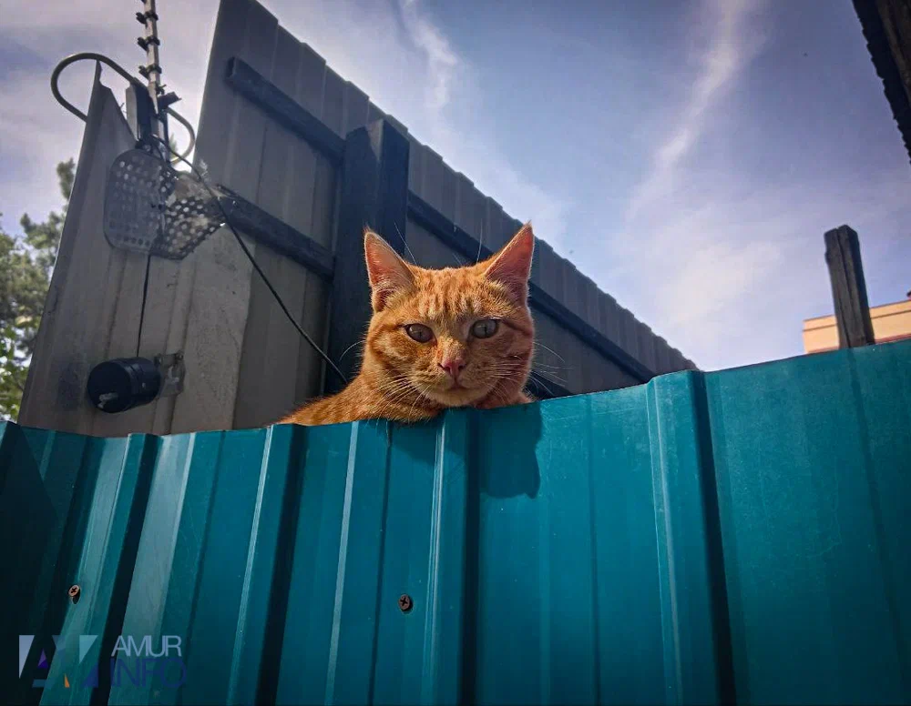 Историки обнаружили первых кошек, доплывших из Атлантики в Америку