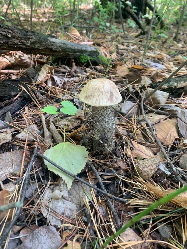 В Приамурье зафиксировали вкусную аномалию