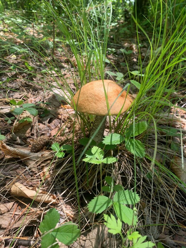 В Приамурье зафиксировали вкусную аномалию