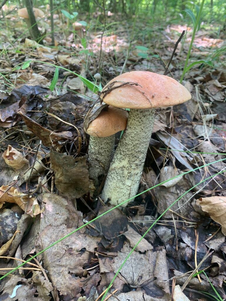 В Приамурье зафиксировали вкусную аномалию