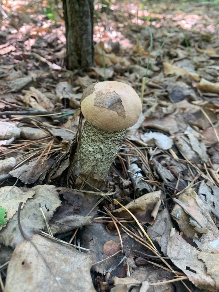 В Приамурье зафиксировали вкусную аномалию