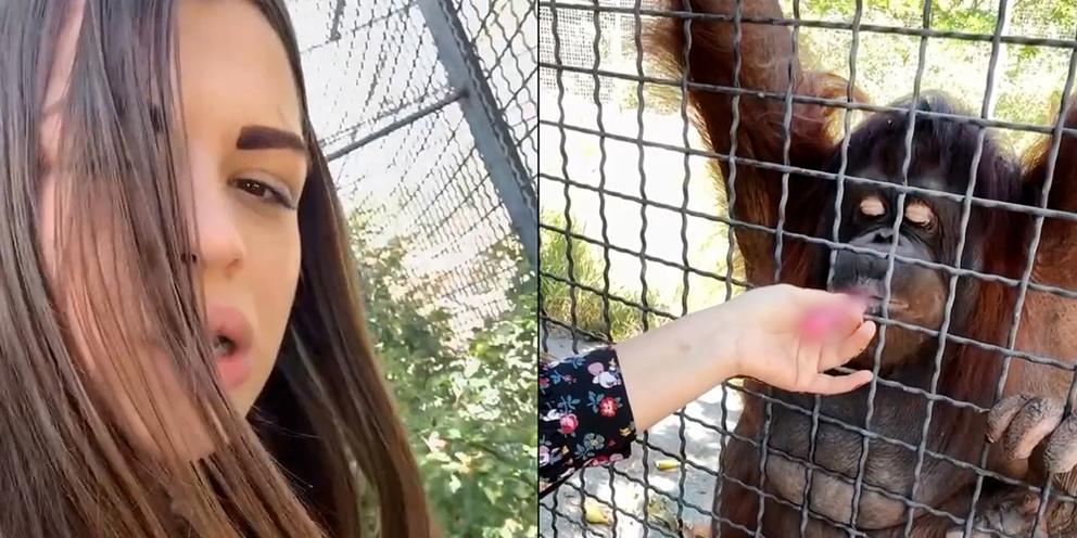 Спортсменку, давшую покурить вейп орангутану, исключили из боксёрского клуба