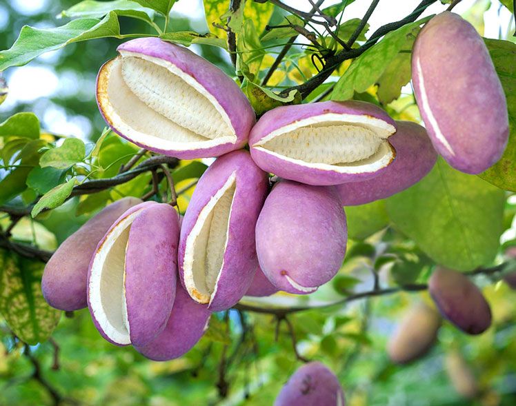 экзотические фрукты, необычные фрукты. фрукты, странные фрукты, вкусные фрукты