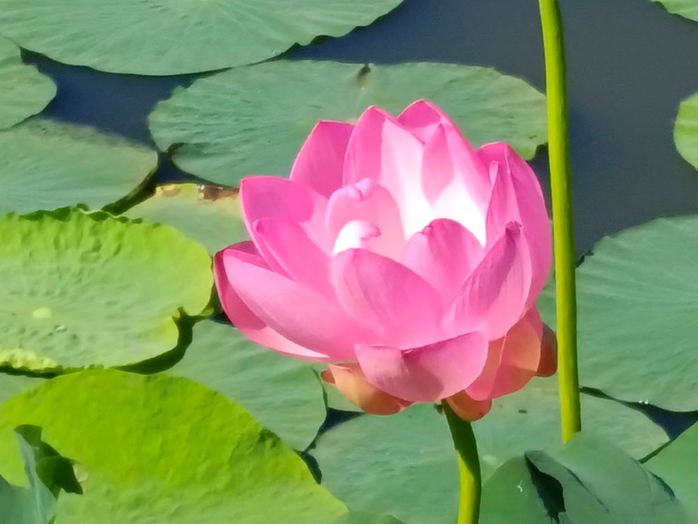 Фото: администрация Тамбовского округа