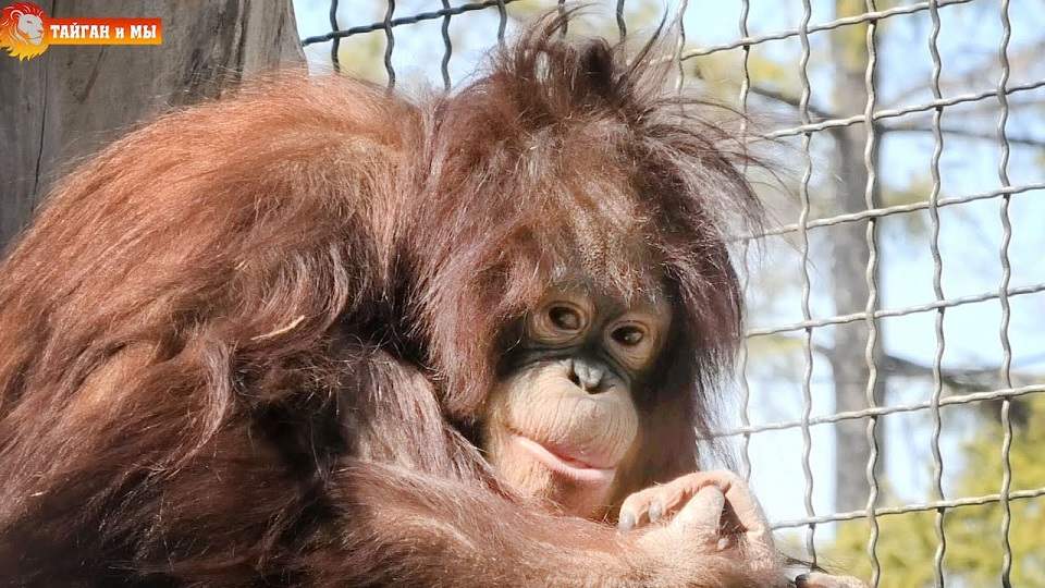 Спортсменка из Симферополя дала покурить вейп обезьяне в парке «Тайган»