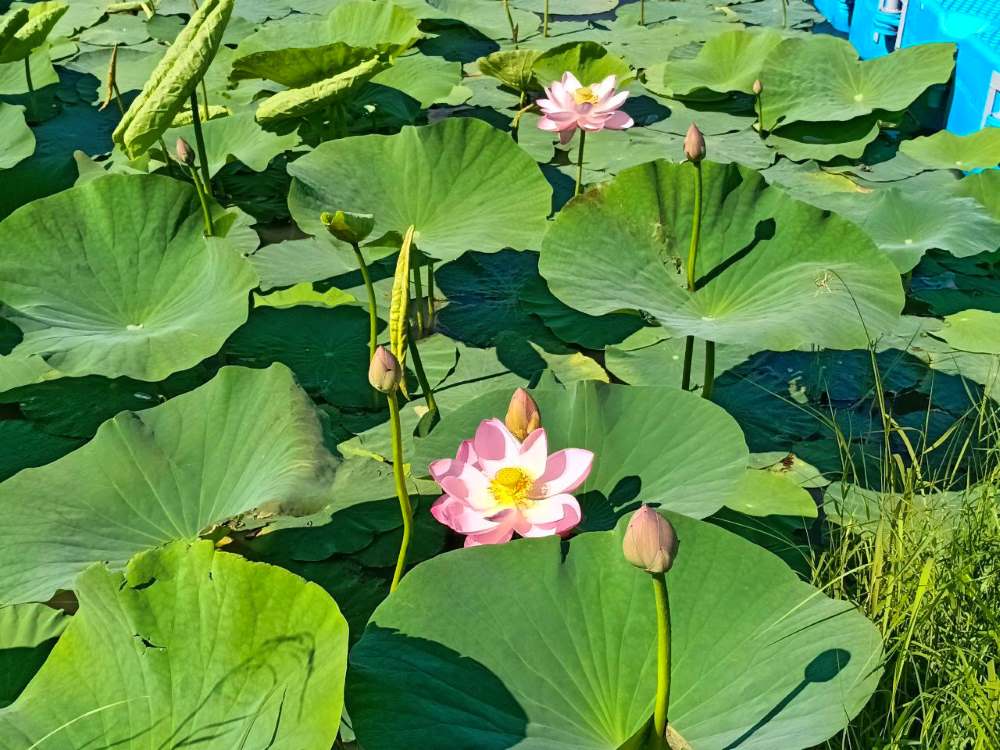 Фото: администрация Тамбовского округа