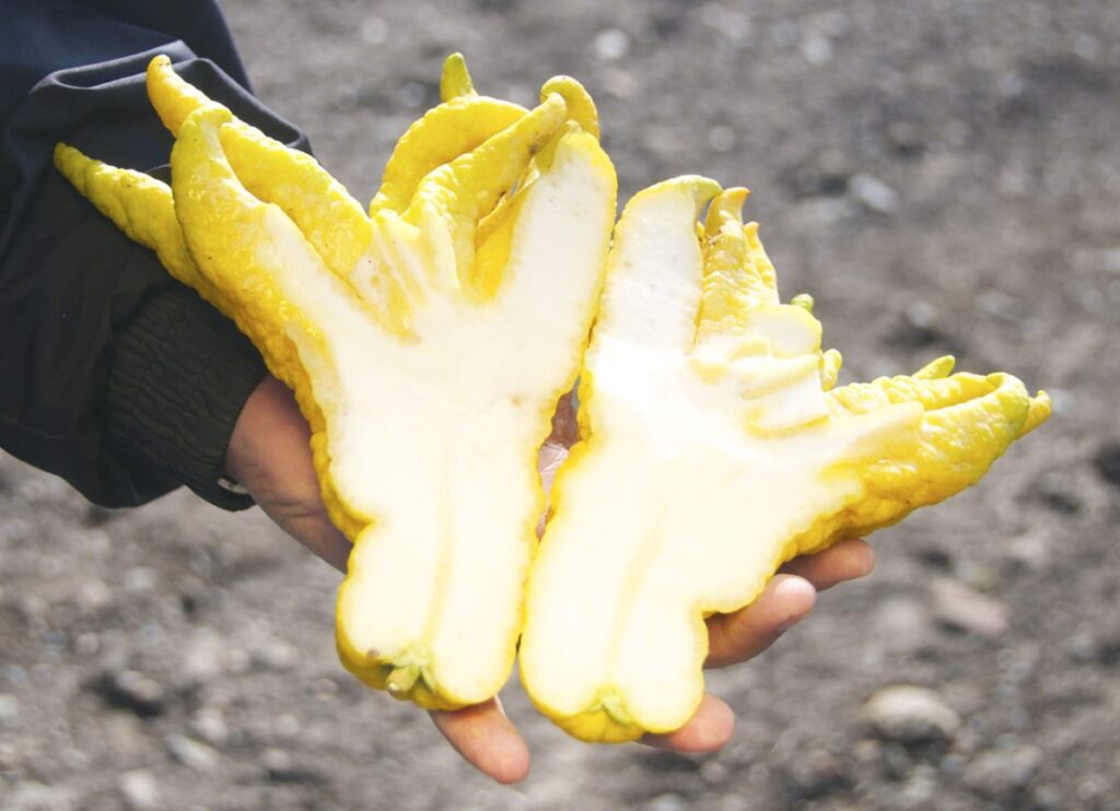 экзотические фрукты, необычные фрукты. фрукты, странные фрукты, вкусные фрукты