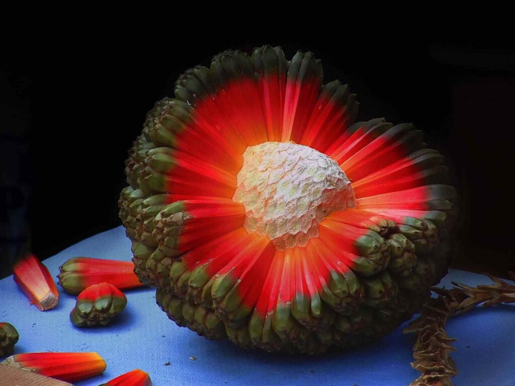 экзотические фрукты, необычные фрукты. фрукты, странные фрукты, вкусные фрукты