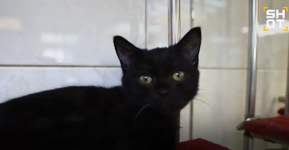 Фото: скриншот видео телеграм-канала shot