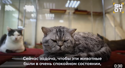 Фото: скриншот видео телеграм-канала shot